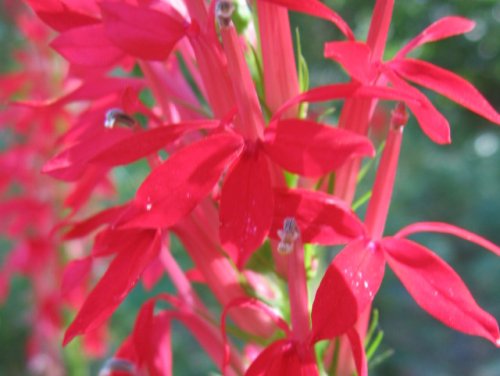 Cardinal Flower (Lobelia cardinalis)