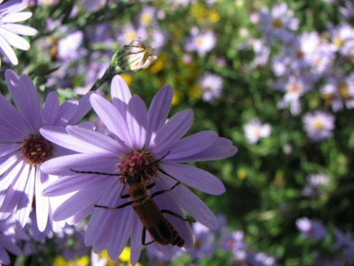 Smooth blue aster (Aster laevis)