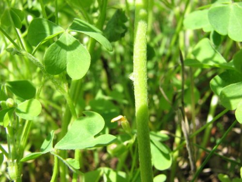 Gray-green Wood Sorrel (Oxalis dillenii)