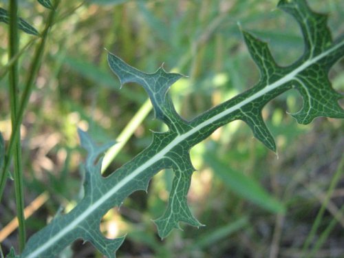 Willow Leafed Lettuce (Lactuca saligna)