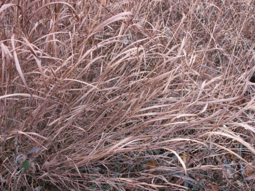 Switchgrass (Panicum virgatum)