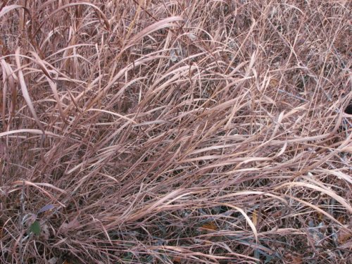 Switchgrass (Panicum virgatum)