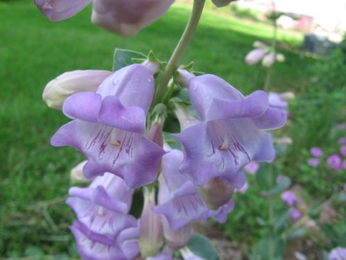 Large-flower beardtongue (Penstemon grandiflorus)