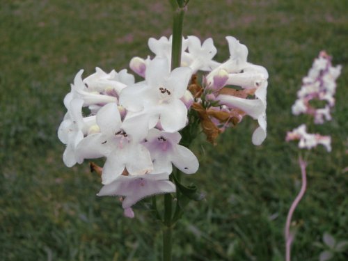 Tube Beardtongue (Penstemon tubiflorus)