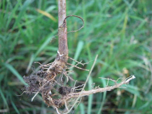 Prickly Lettuce (Lactuca serriola)