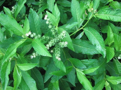 Ditch Stonecrop (Penthorum sedoides)