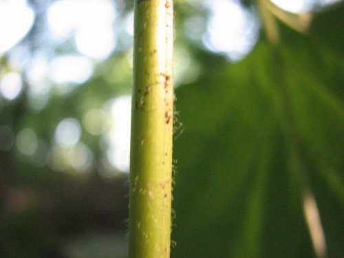 American Lopseed (Phryma leptostachya)