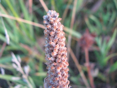 English Plantain (Plantago lanceolata)