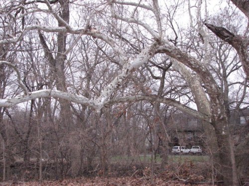 Common Sycamore (Platanus occidentalis)