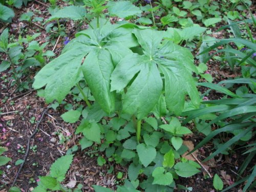 May Apple (Podophyllum peltatum)