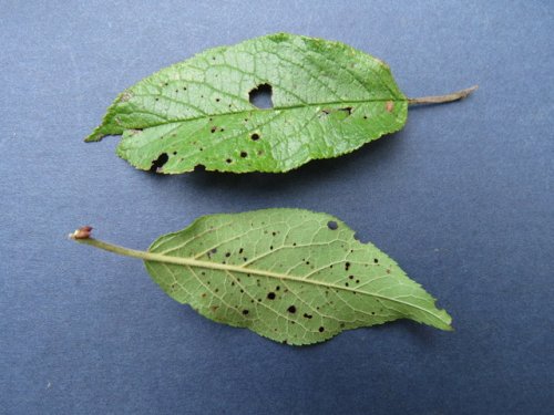 Wild Plum (Prunus americana)