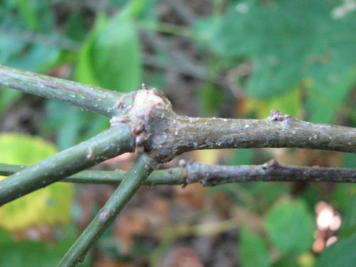 White Oak (Quercus alba)