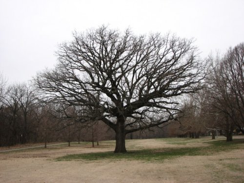 Bur Oak (Quercus macrocarpa)