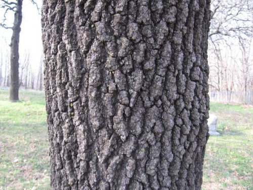 Black Jack Oak (Quercus marilandica)