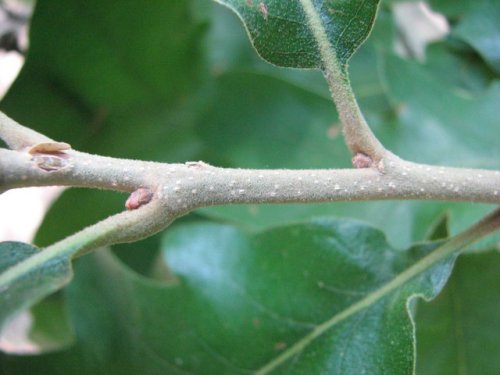 Post Oak (Quercus stellata)