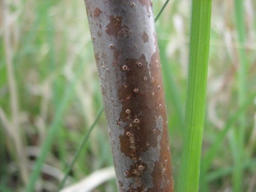 Smooth Sumac (Rhus glabra)