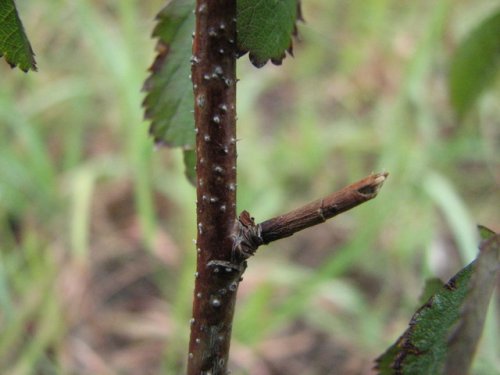 Prairie Rose (Rosa arkansana)