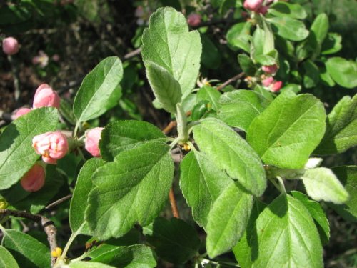 Prairie Crabapple (Malus ioensis)