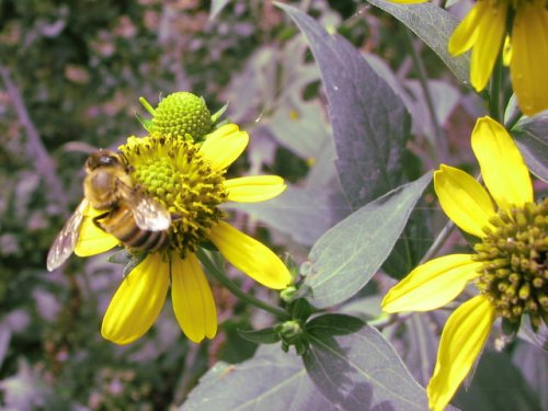 Cutleaf Coneflower (Rudbeckia laciniata)