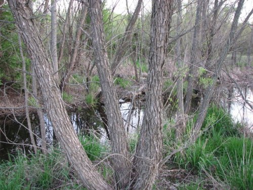 Black Willow (Salix nigra)