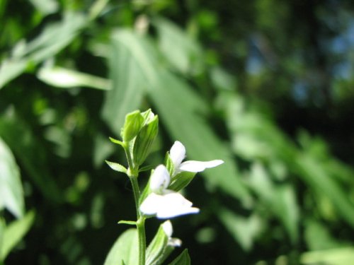 Lanceleaf Sage (Salvia reflexa)