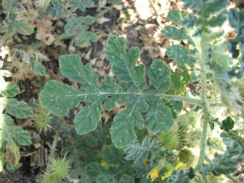 Buffalobur Nightshade (Solanum rostratum)