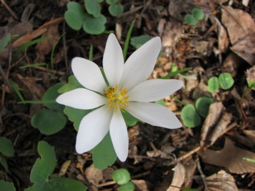 Bloodroot (Sanguinaria canadensis)