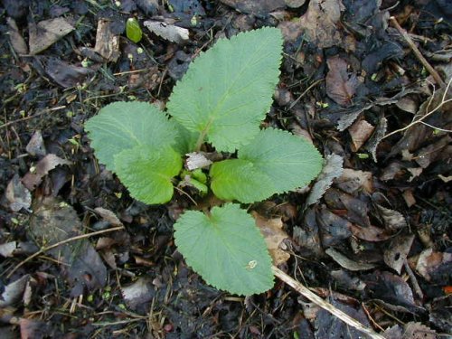 Maryland Figwort (Scrophularia marilandica)