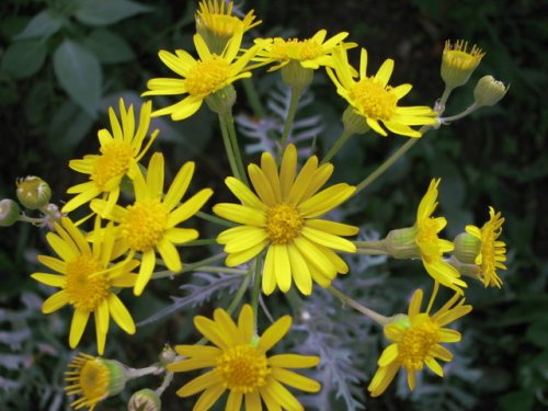 Prairie Ragwort (Packera plattensis)