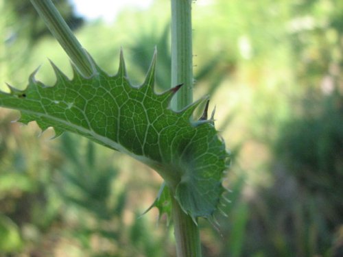 Prickly sow thistle (Sonchus asper)