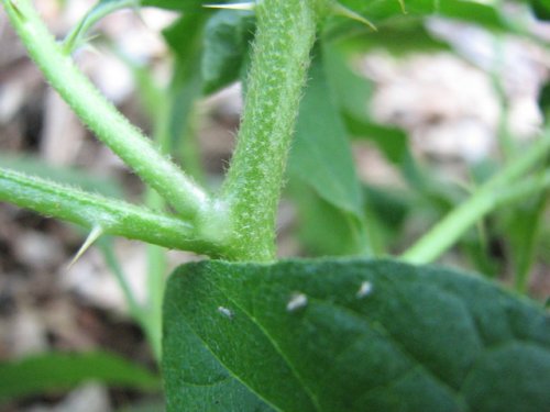 Carolina Horse Nettle (Solanum carolinense)