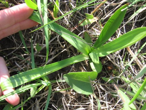 Spring Lady's Tresses (Spiranthes vernalis)