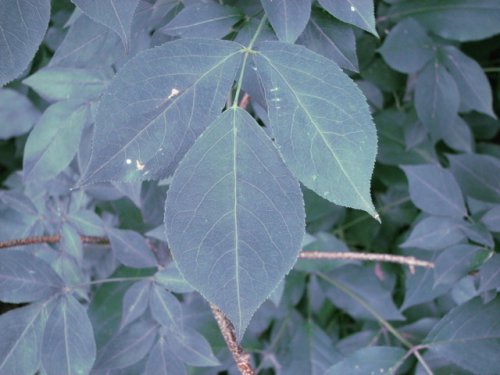 Bladdernut (Staphylea trifolia)