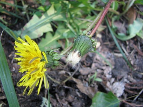 Common Dandelion (Taraxacum officinale)