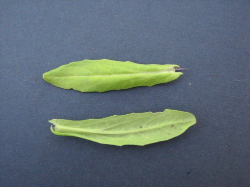 Field Pennycress (Thlaspi arvense)