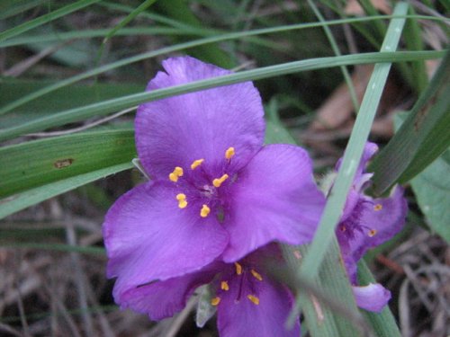 Bracted Spiderwort (Tradescantia bracteata)