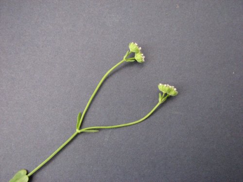 Beaked Cornsalad (Valerianella radiata)