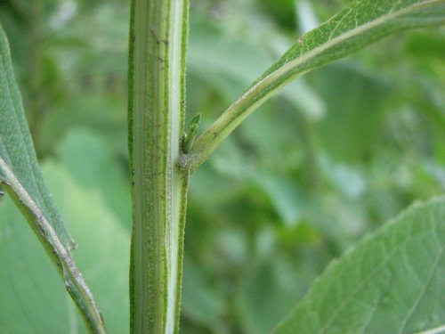 Wingstem (Verbesina alternifolia)