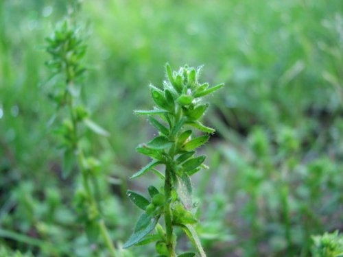 Corn Speedwell (Veronica arvensis)