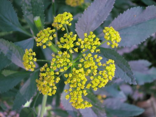 Golden Alexanders (Zizia aurea)