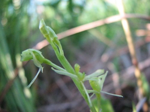 Loesel's twayblade (Liparis loeselii)