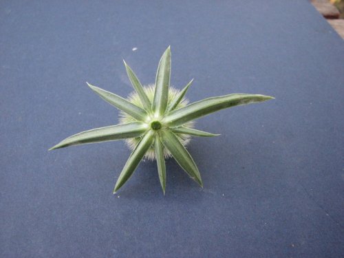 Cut Leaf Teasel (Dipsacus laciniatus)