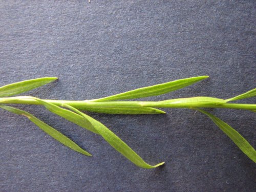 Prairie Broomweed (Amphiachyris dracunculoides)