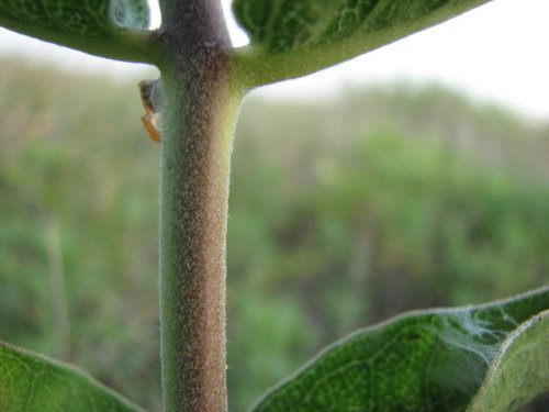 Green Milkweed (Asclepias viridiflora)