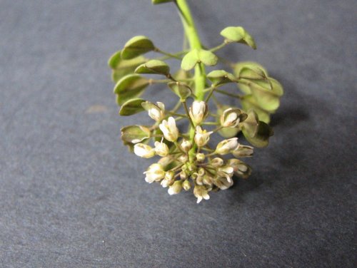 clasping-leaf pepper-grass (Lepidium perfoliatum)