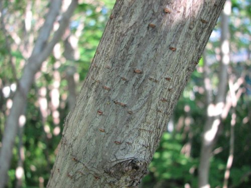 Paper Mulberry (Broussonetia papyrifera)