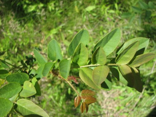 Bristly Locust (Robinia hispida)