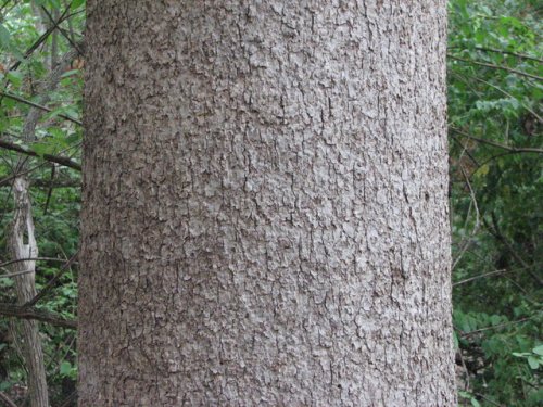 Chinquapin Oak (Quercus muehlenbergii)
