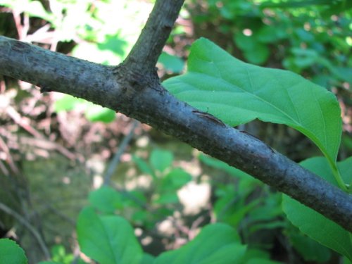 Oriental Bittersweet (Celastrus orbiculatus)