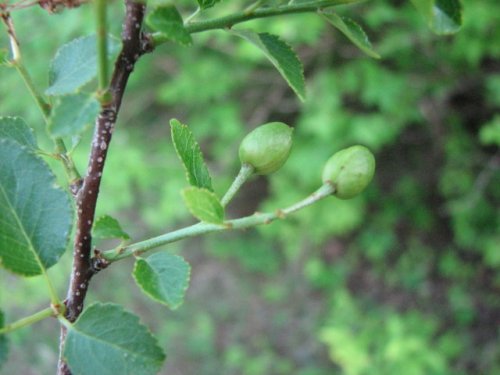 Mahaleb Cherry (Prunus mahaleb)